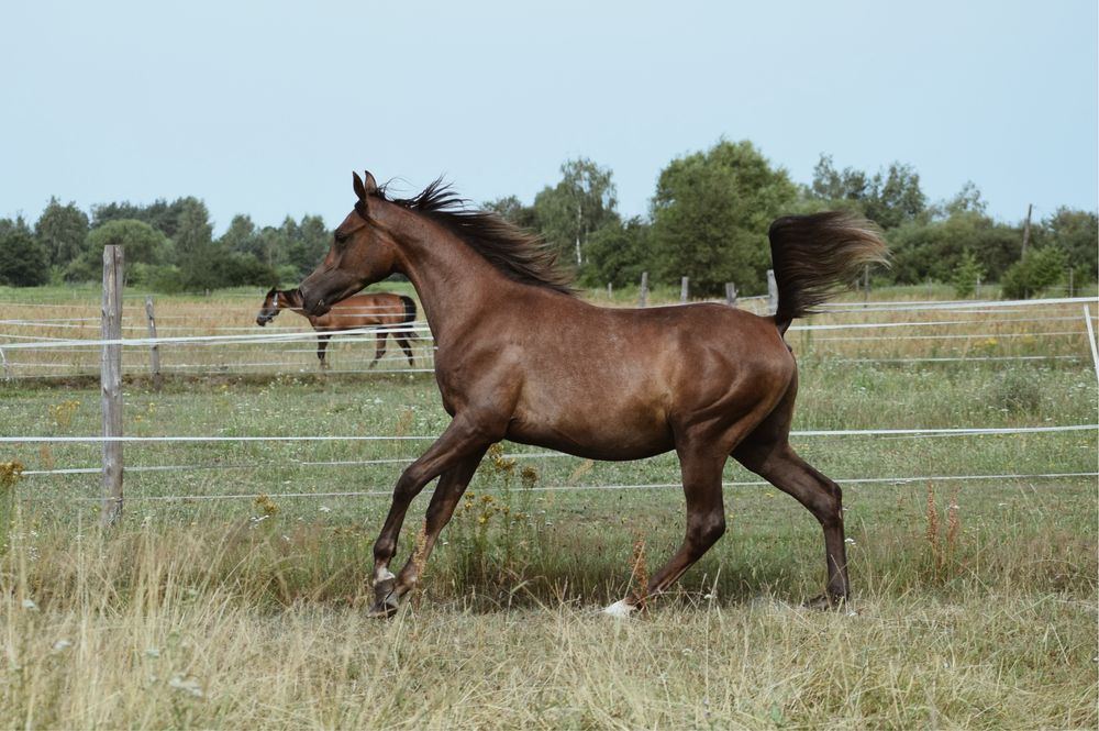 Ogierek arabski, dwulatek. Arab