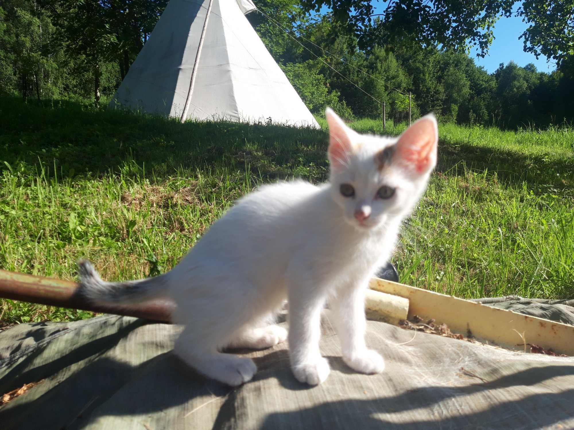 piekna kotka kociczka kotki oddam w dobre rece