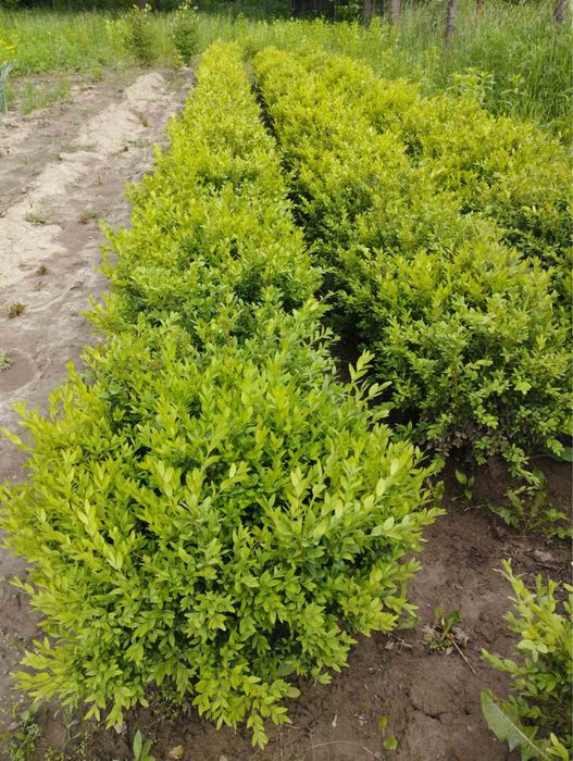 Саджанці Самшиту/ОПТ, Роздріб, Дроп