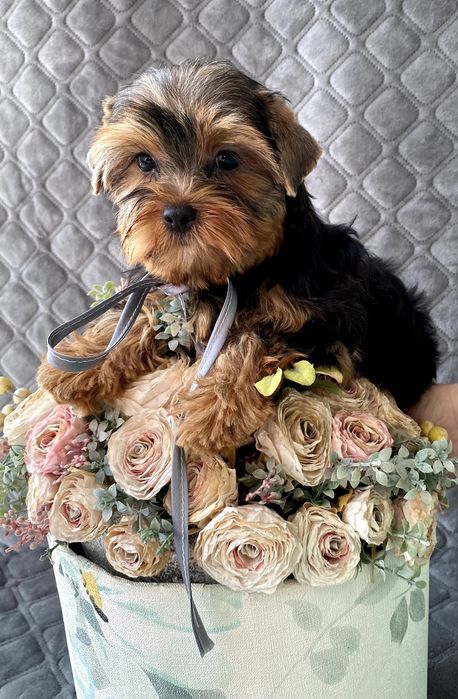 Йорки гарнесенькі