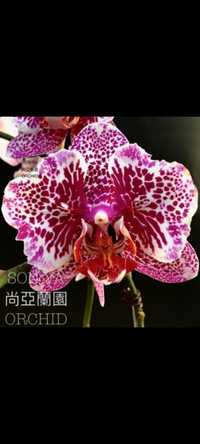 Орхідея Dragon , орхидея дракон,  фаленопсис