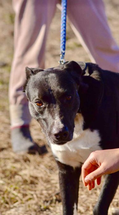 DEJMAN - 4-5 lat unikalny, przyjazny pies uratowany w Bułgarii