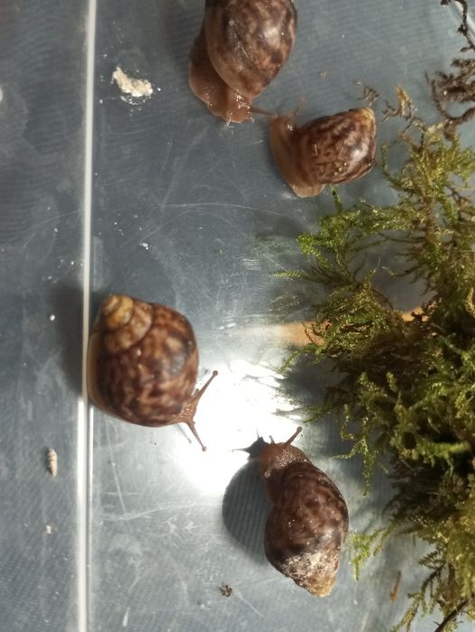 Равлики   Ахатина