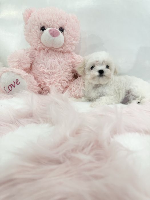 Самые красивые мальтезе у нас(Корея FCI)