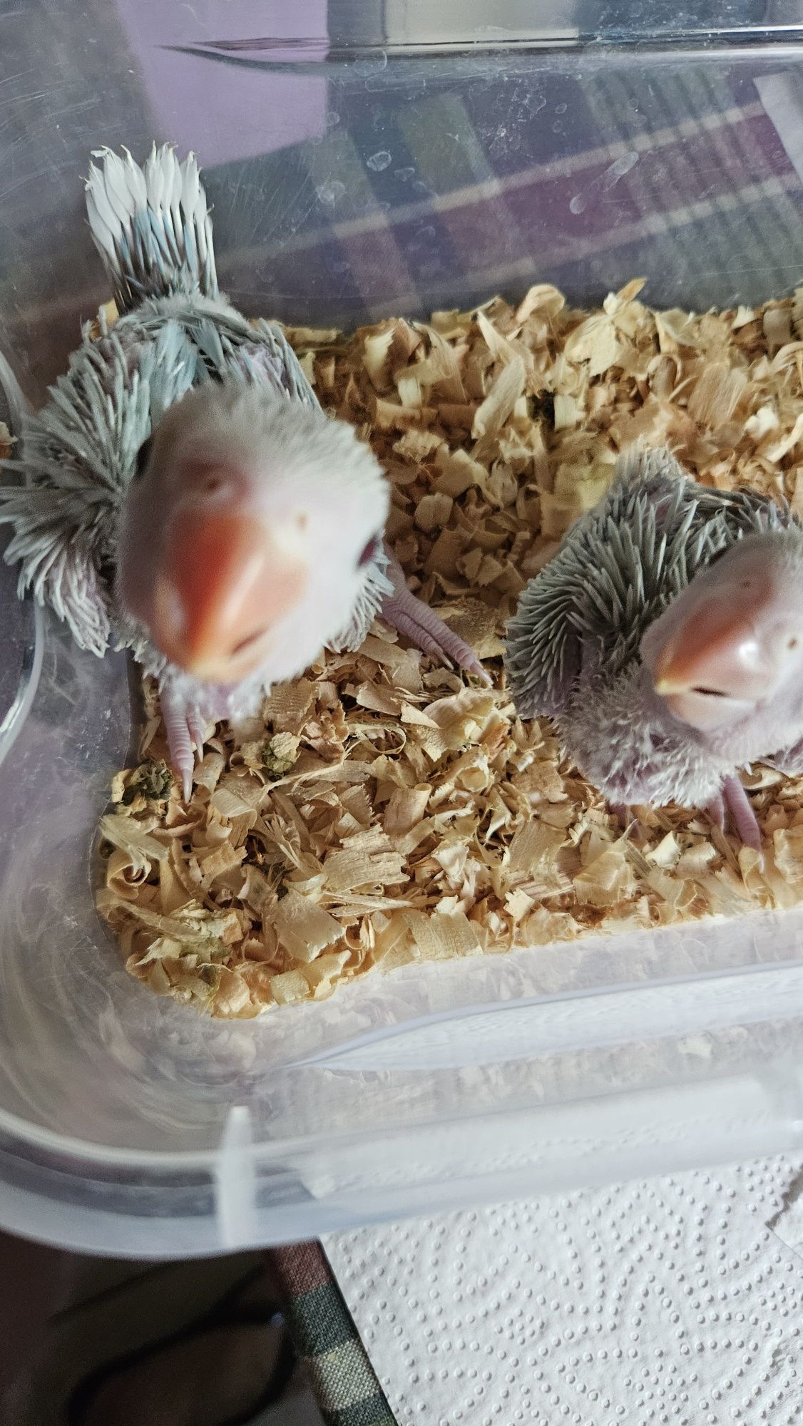 Ring Necks para acabar de criar a mão