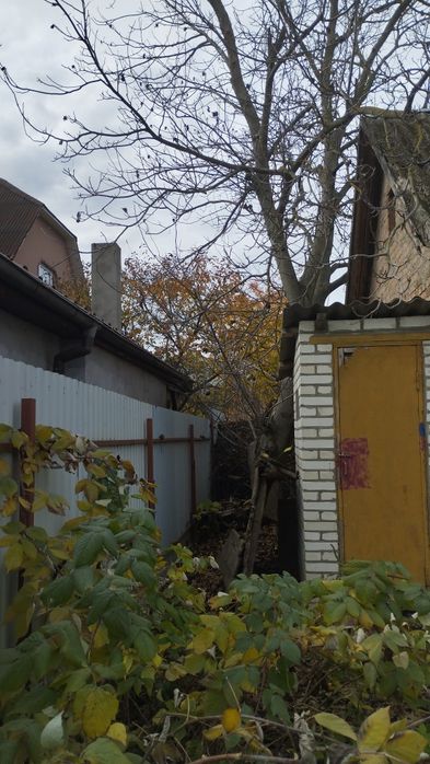 Відам горіха під зріз