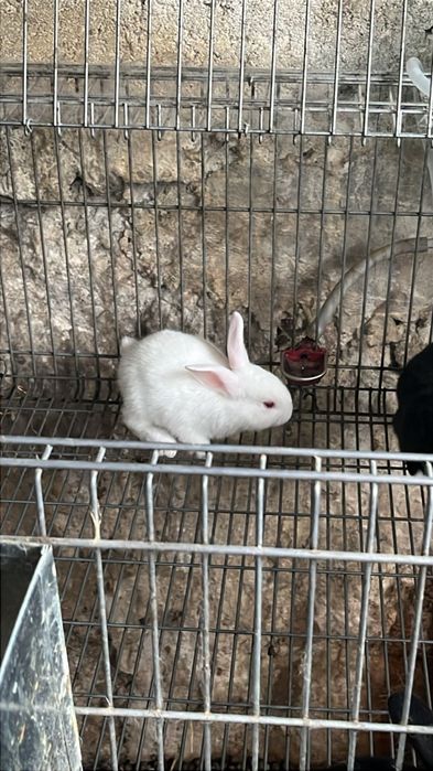 Vendo coelhos com 2 meses de idade