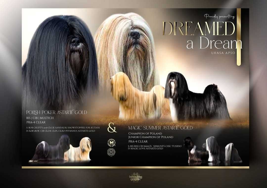 Piekne szczenie Lhasa Apso ZKwP/FCI