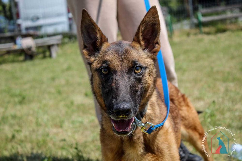 Sunia Zora szuka domu!