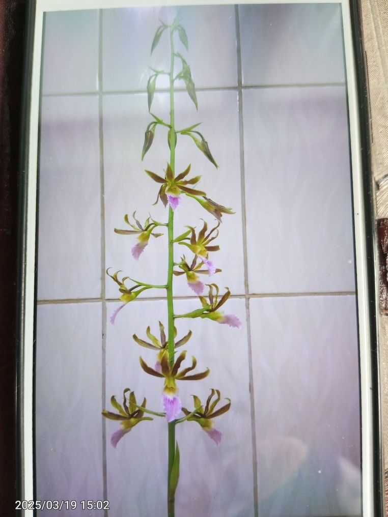 Орхидея Эулофия. Eulophia.
