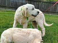 Golden Retriever szczeniak ZkwP FCI