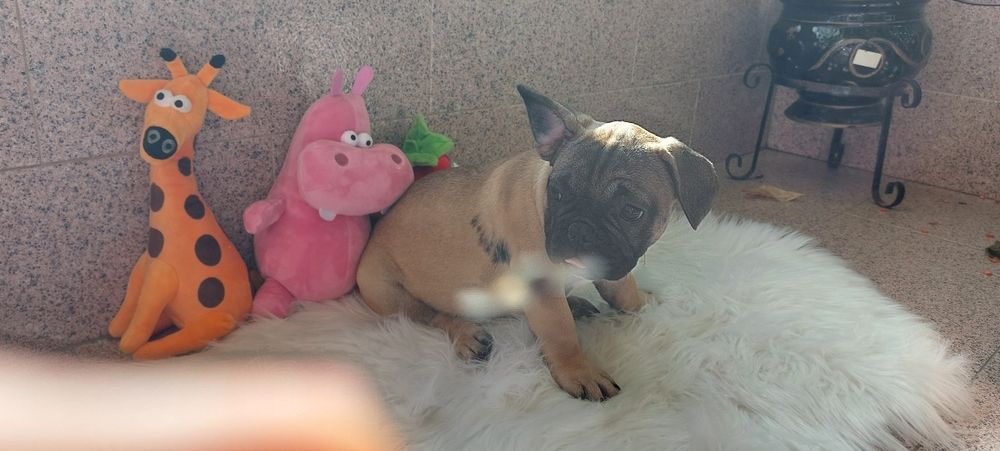 Bulldog francês bebé