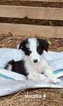 Suczka border collie