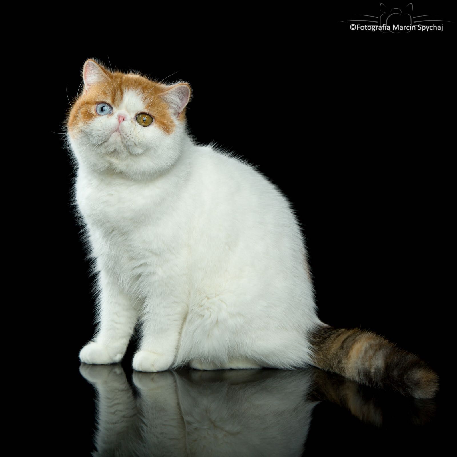 Kot egzotyczny z heterochromią - bardzo wyjątkowa i rzadka cecha