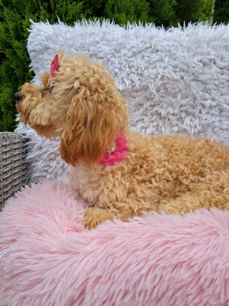 Cavapoo urocza suczka