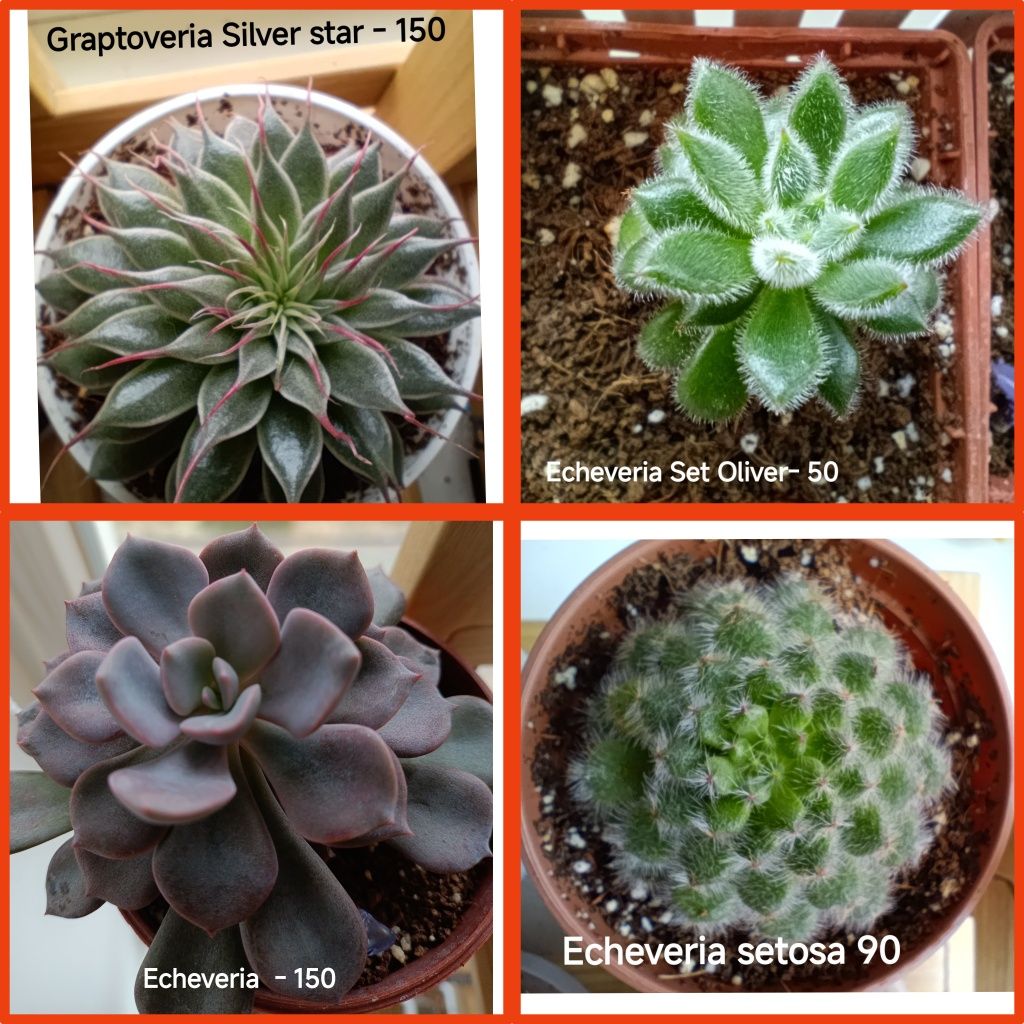 Echeveria. Ехеверія. Іоніум. Адроміскус.