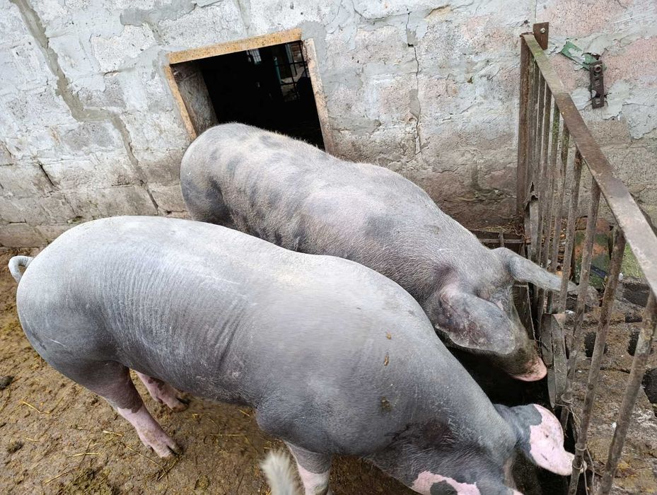 Продам свиней м'ясной породи