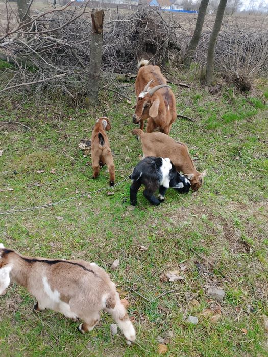 Козенята  клаповухі