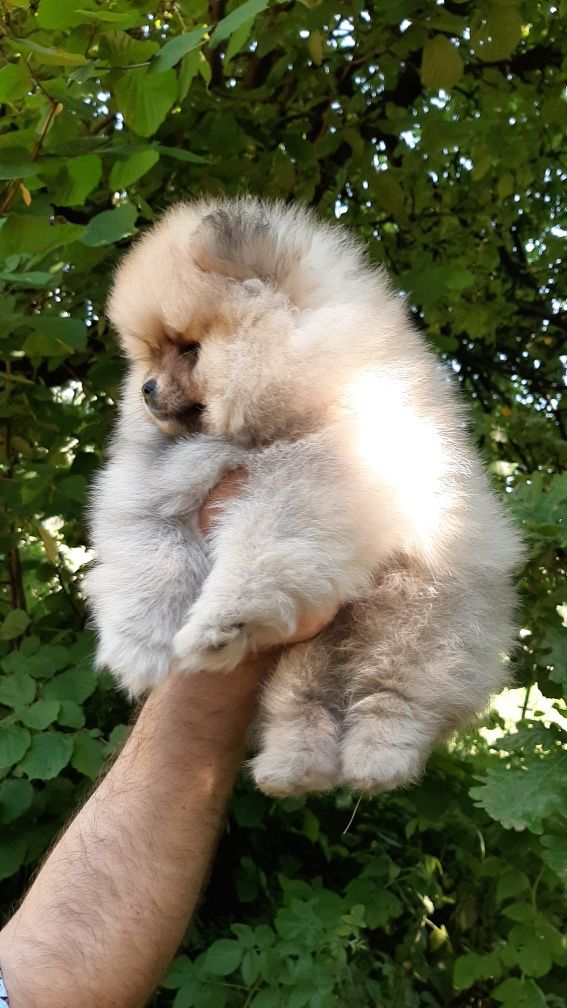 Sunia szpic miniaturowy pomeranian