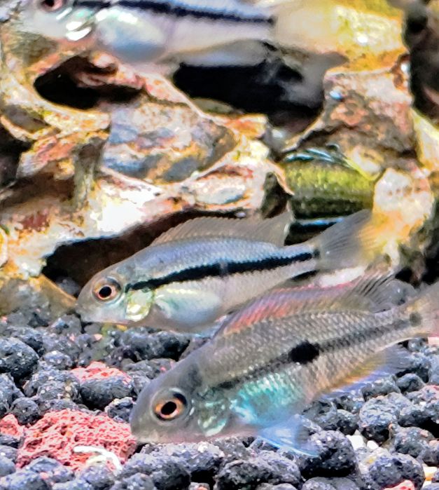 Pielęgnice  Nikaraguańskie  (Hypsophrys Nicaraguensis)