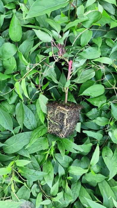 Продається актинідія в контейнері п9