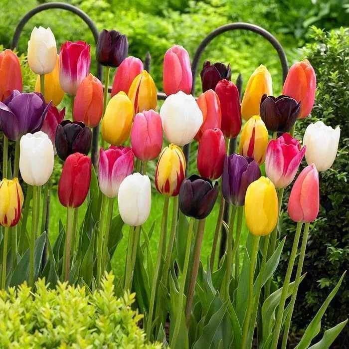 Tulipan POLSKI mieszanka 25 szt. Cebulki Tulipana Tulipanów Tulipany