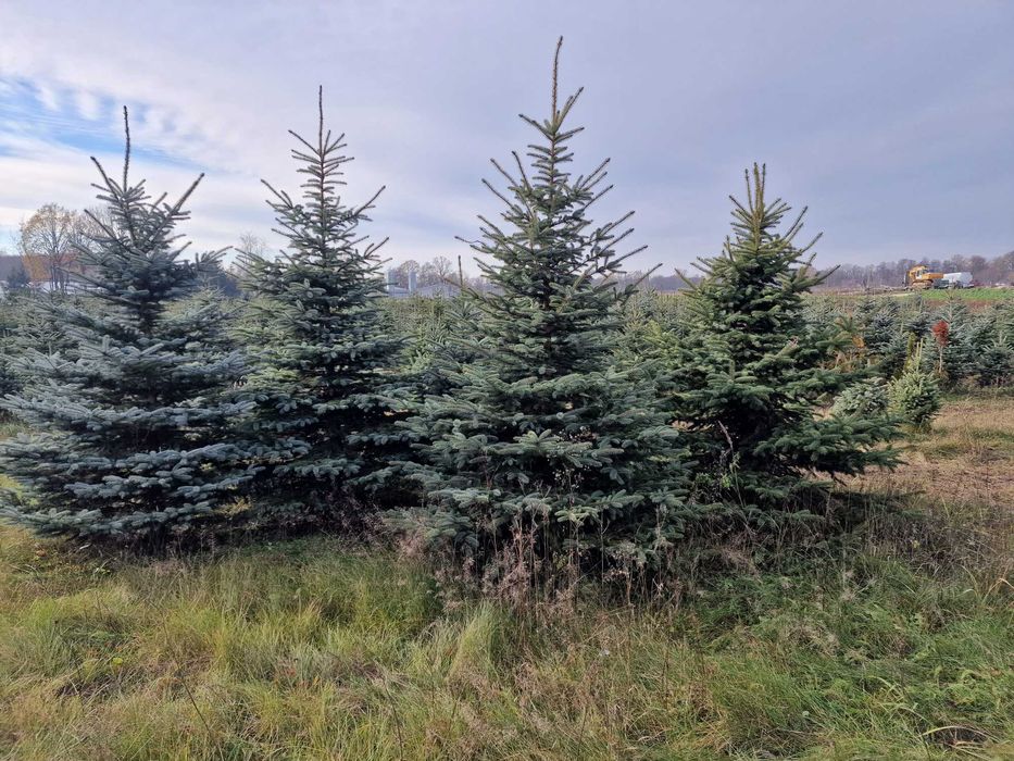 Plantacja Choinek. świerk srebrny od 1.5m do 4.0m Ochla choinka