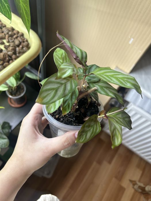 Калатея, бегонія обмін