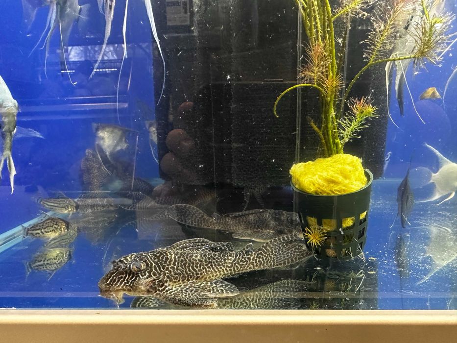 Zbrojnik l400 (Hypancistrus) 10-12cm