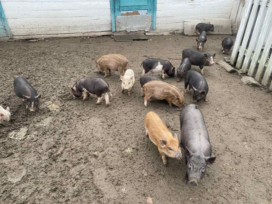 В'єтнамські поросята кармали