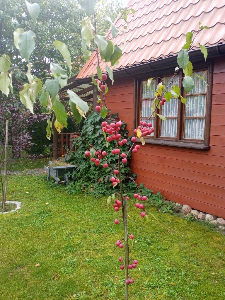 Domek letniskowy,pokoje do wynajęcia Mazuy.