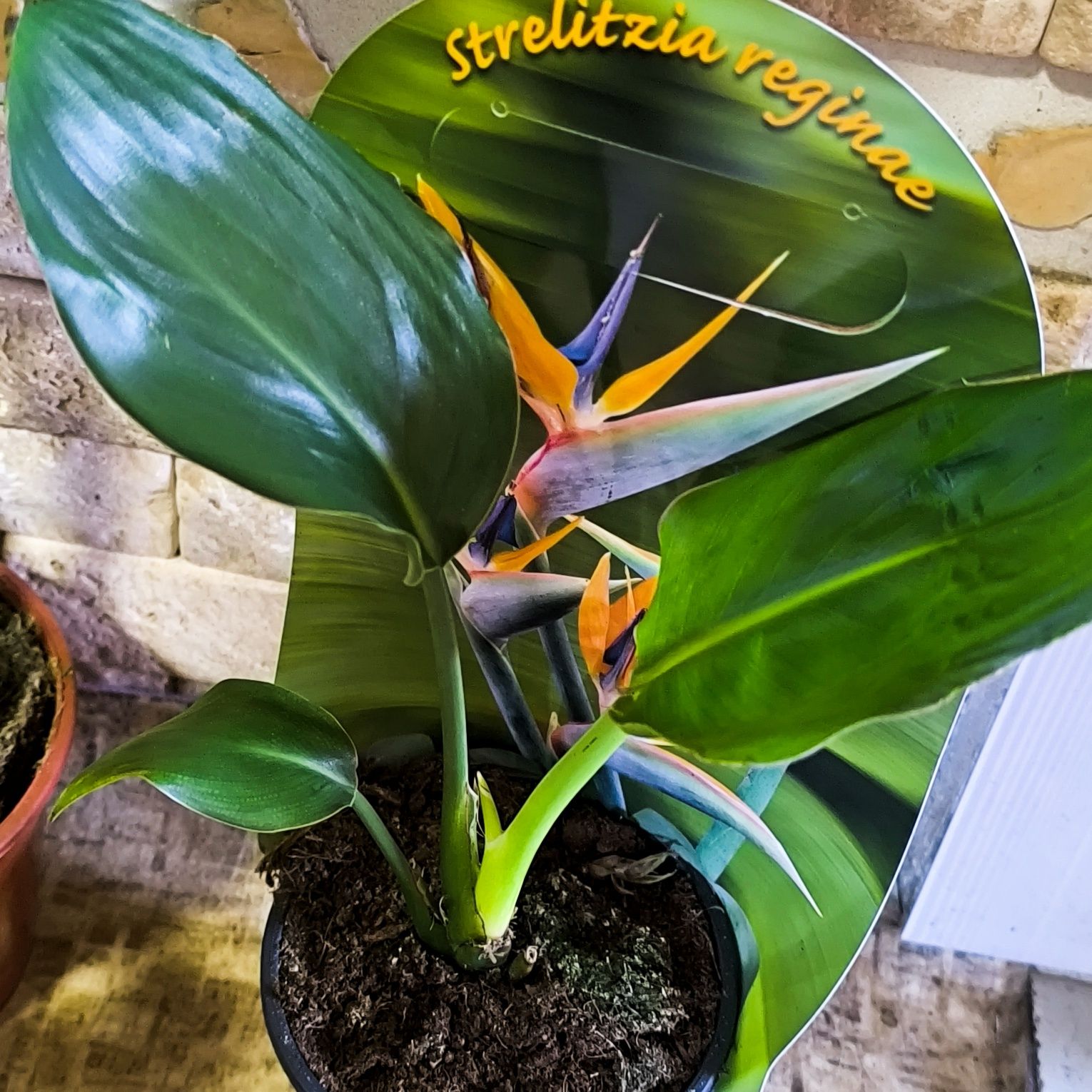 Стрелитция (лат. Strelitzia) или стрелиция Регина НОВАЯ ПАРТИЯ