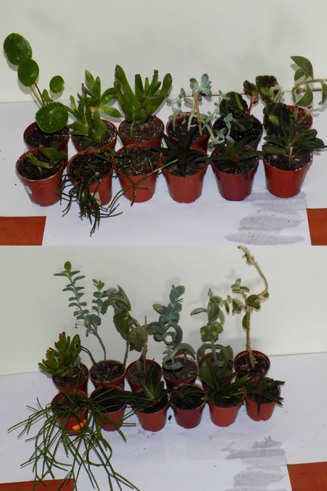 Kaktusy sukulenty i inne rośliny