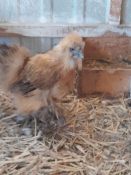 Siłki 3 kury i 1kogut komplet