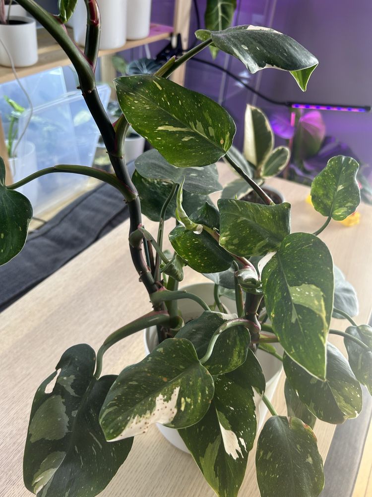Philodendron White Knight