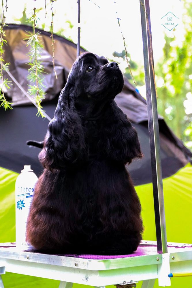 Gotowe do odbioru szczeniaki cocker spaniel Imperialsetter FCI ZKWP