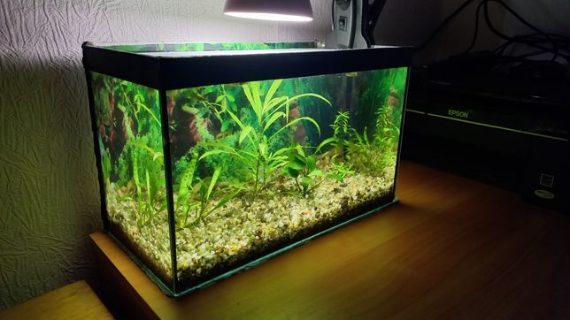 Акваріум з рибками, рослинами та освітленням