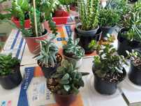 Bogata oferta ok.30 gatunków roślin ,małe i duże ,popularne i niezwykl