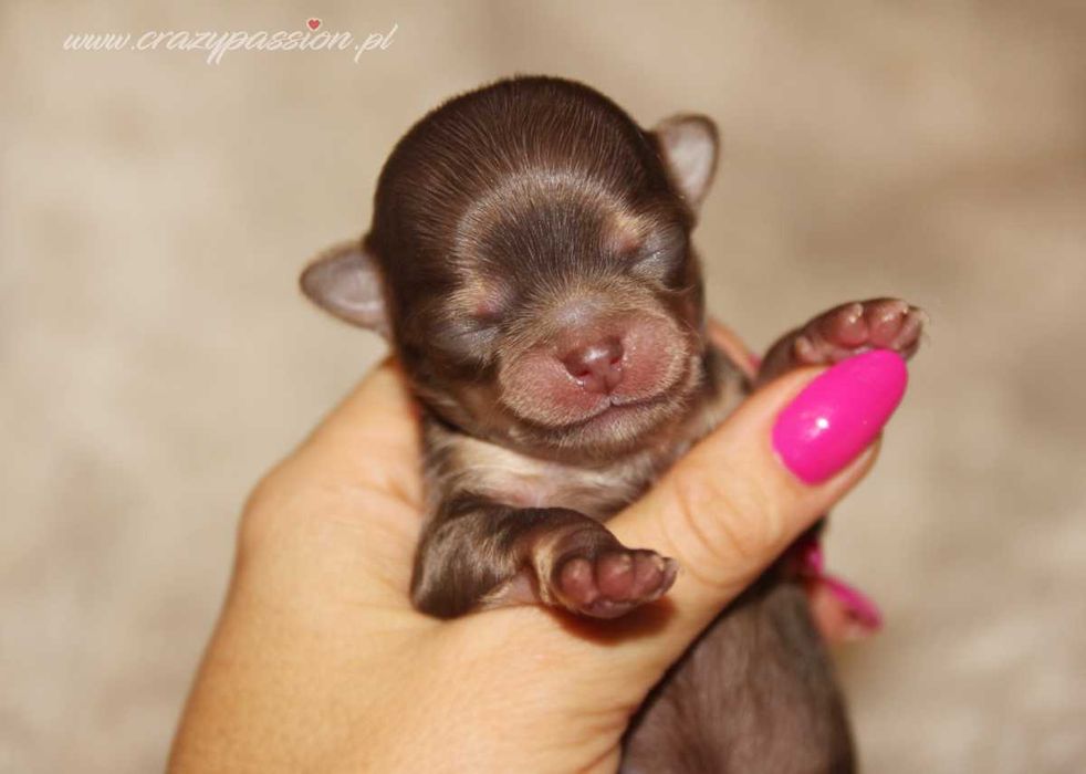Maleńki długowłosy chihuahua NUGAT Crazy Passion FCI