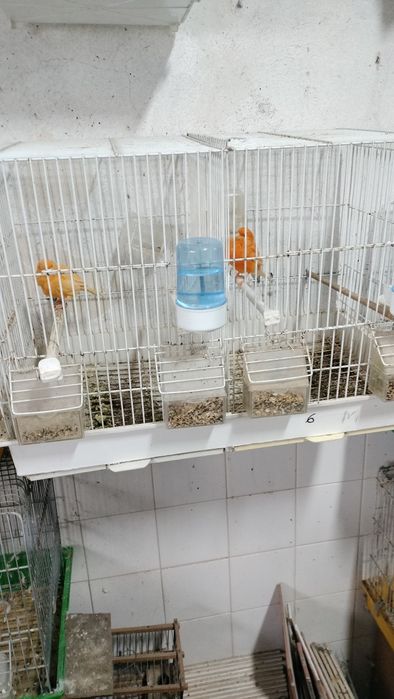 Vendo pará despachar