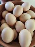 Ovos galinhas de campo!! Patos e codernizes!!
