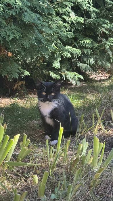 Кошенятка в пошуках дому