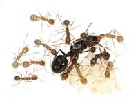 Экзотические муравьи | Aphaenogaster gibbosa | Колонии, Матки