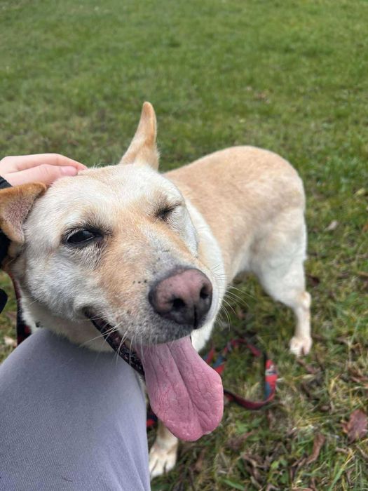 pies do adopcji w typie labka