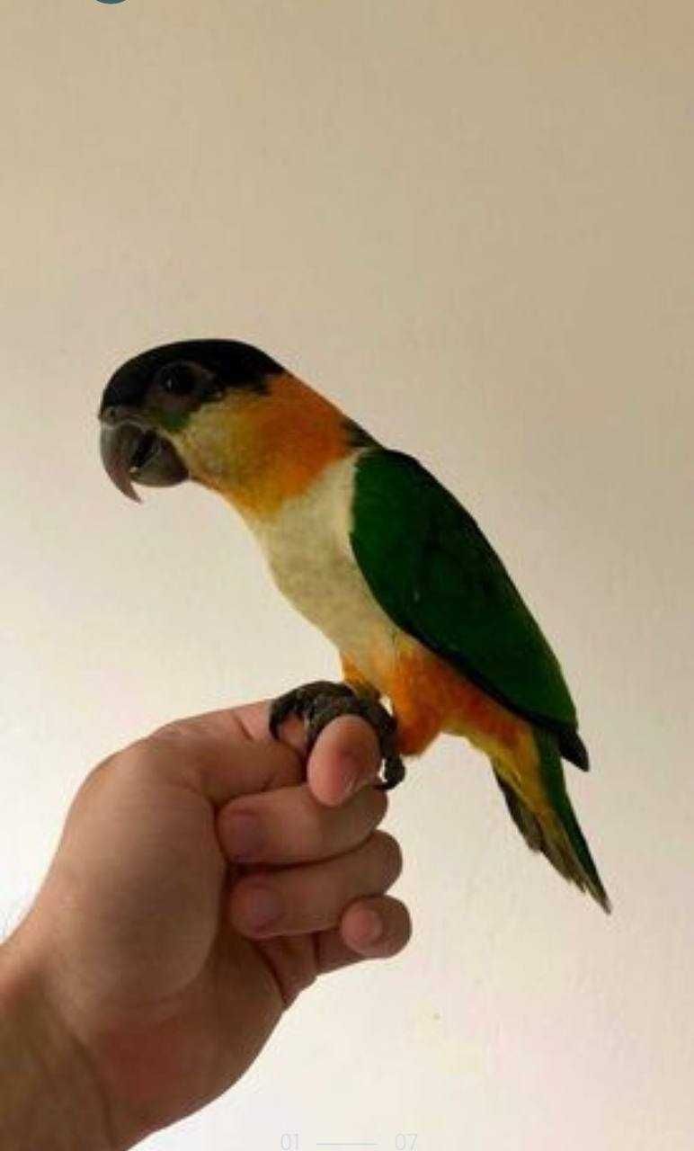 Продам попугаев Каик: найдите пернатого друга для уюта и радости