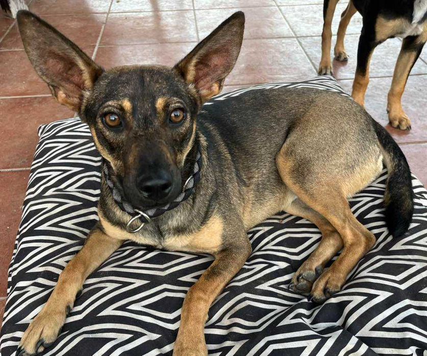 Suczka Frania uratowana z wielkiego stada psów- do adopcji
