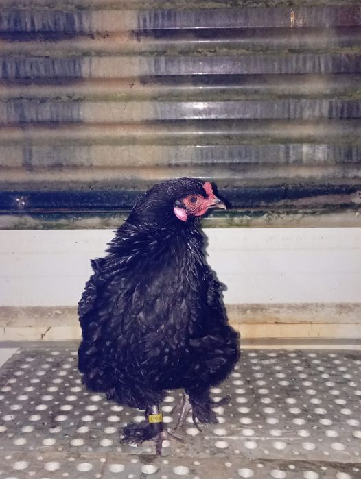 Galinha Brahma Bantam