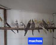 Cedo Caturras jovens ou lote