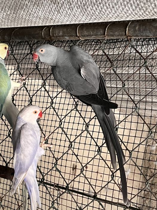 Casal de Ring Necks reprodurores