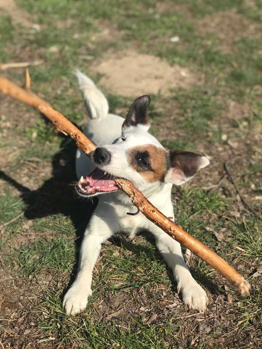 Вʼязка Джек Рассел